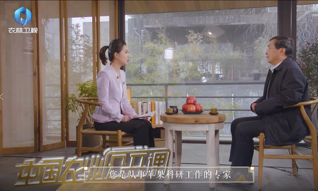 走向世界的陕西苹果