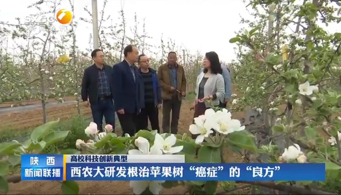 西农大研发根治苹果树“癌症”的“良方