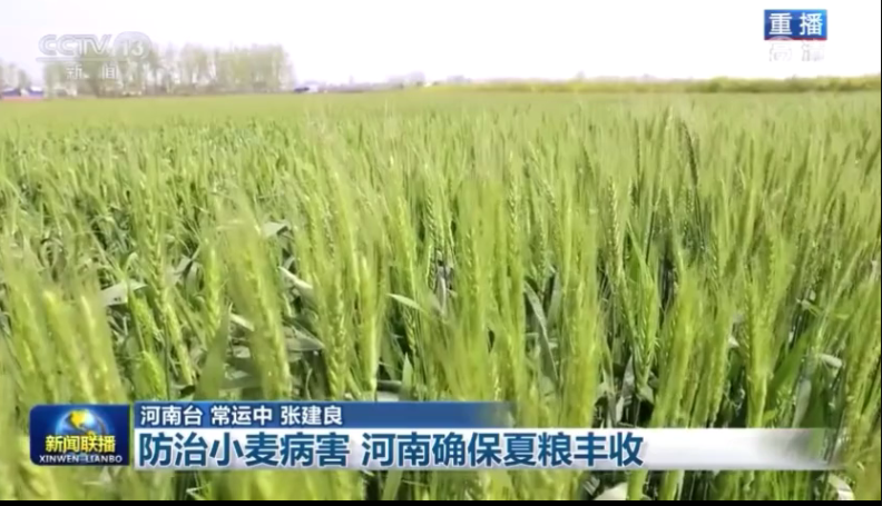 防治小麦病害 河南确保夏粮丰收