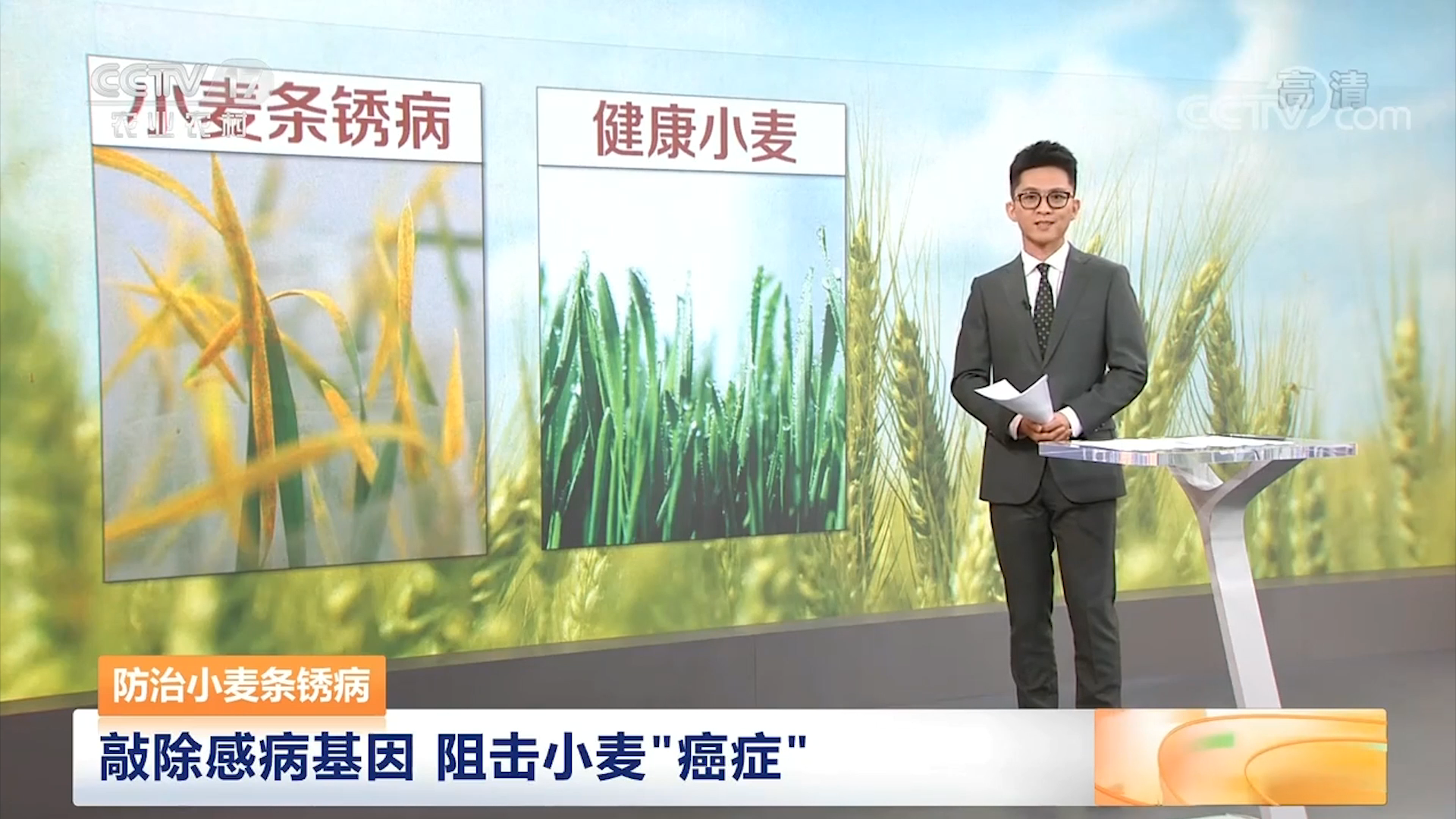 【中国三农报道】防治小麦条锈病 敲除感病基因 阻击小麦“癌症”