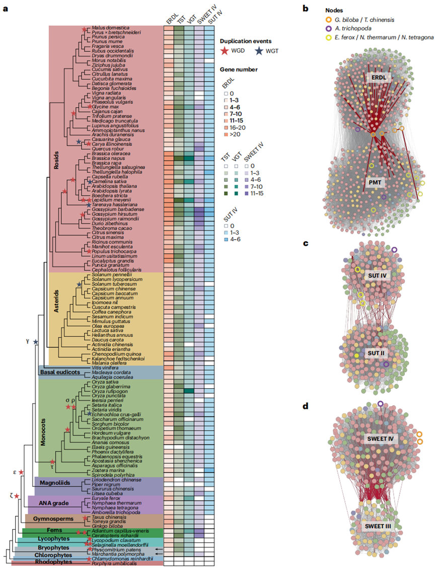 图2 植物中液泡糖转运蛋白的起源、基因复制与共线性关系分析.png