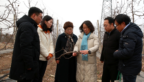 黄丽丽教授与团队成员和乾县植保站干部在交流苹果树腐烂病防控技术_副本.jpg