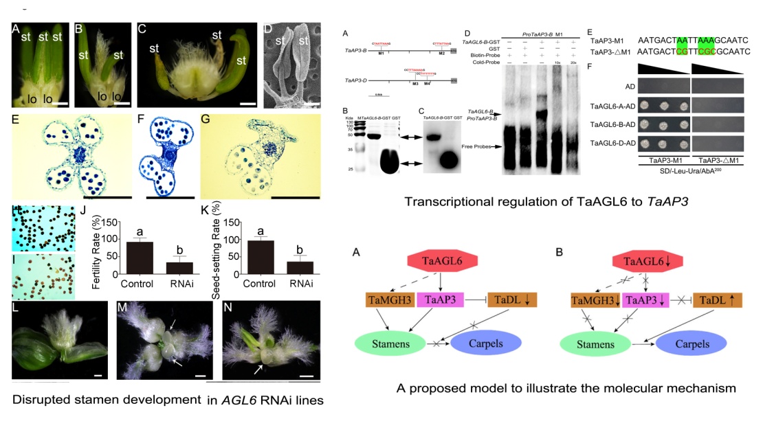 小麦AGL6在转录水平调控小麦AP3的表达及其调控雄蕊发育的模型